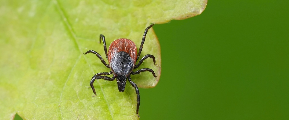 Zecke auf einem Grünen Blatt, verlinkt zum Blogbeitrag Zeckenalarm - so versichern Sie sich richtig.