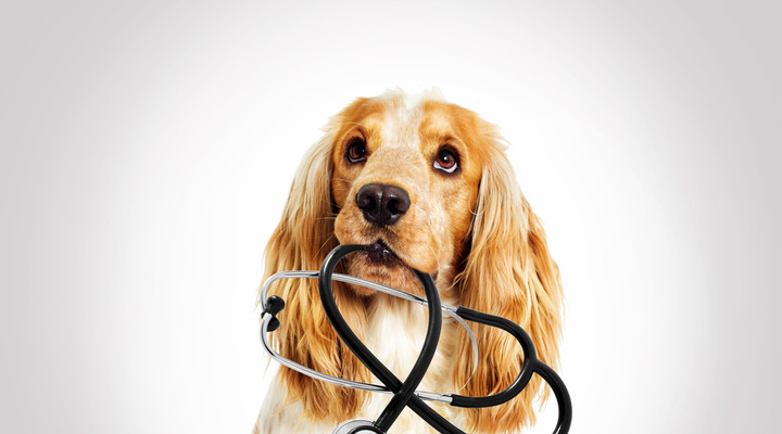 Hundekrankenversicherung