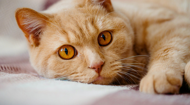 Katzenkrankenversicherung