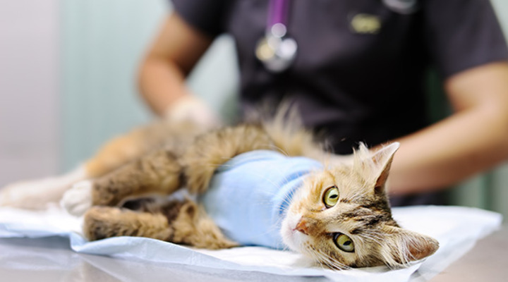 Katzenoperationsversicherung