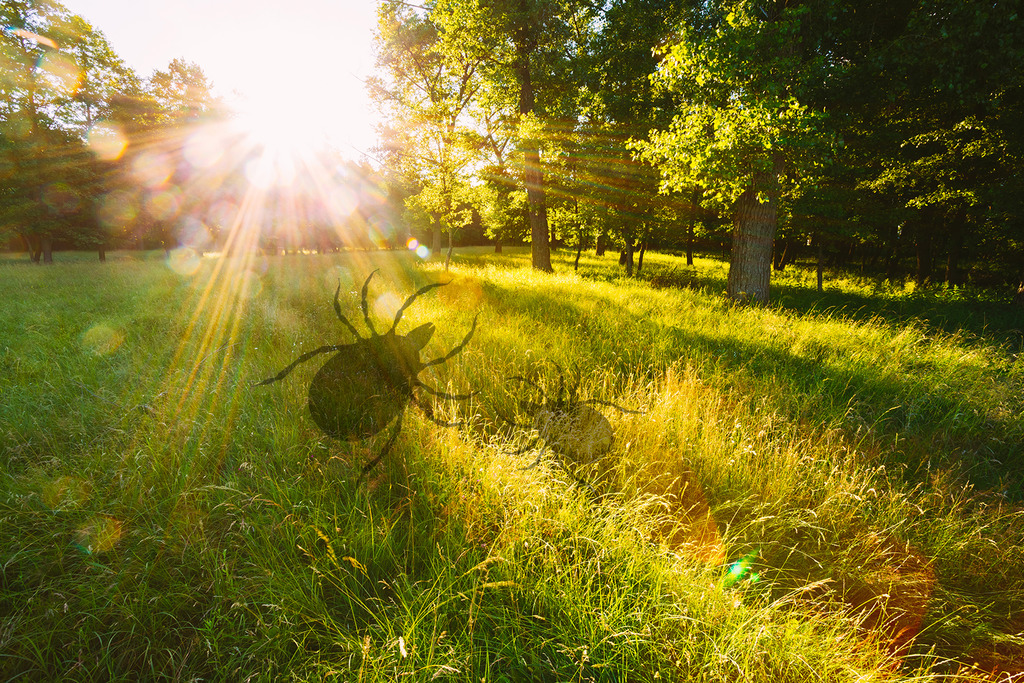 Was haben Zecken ...